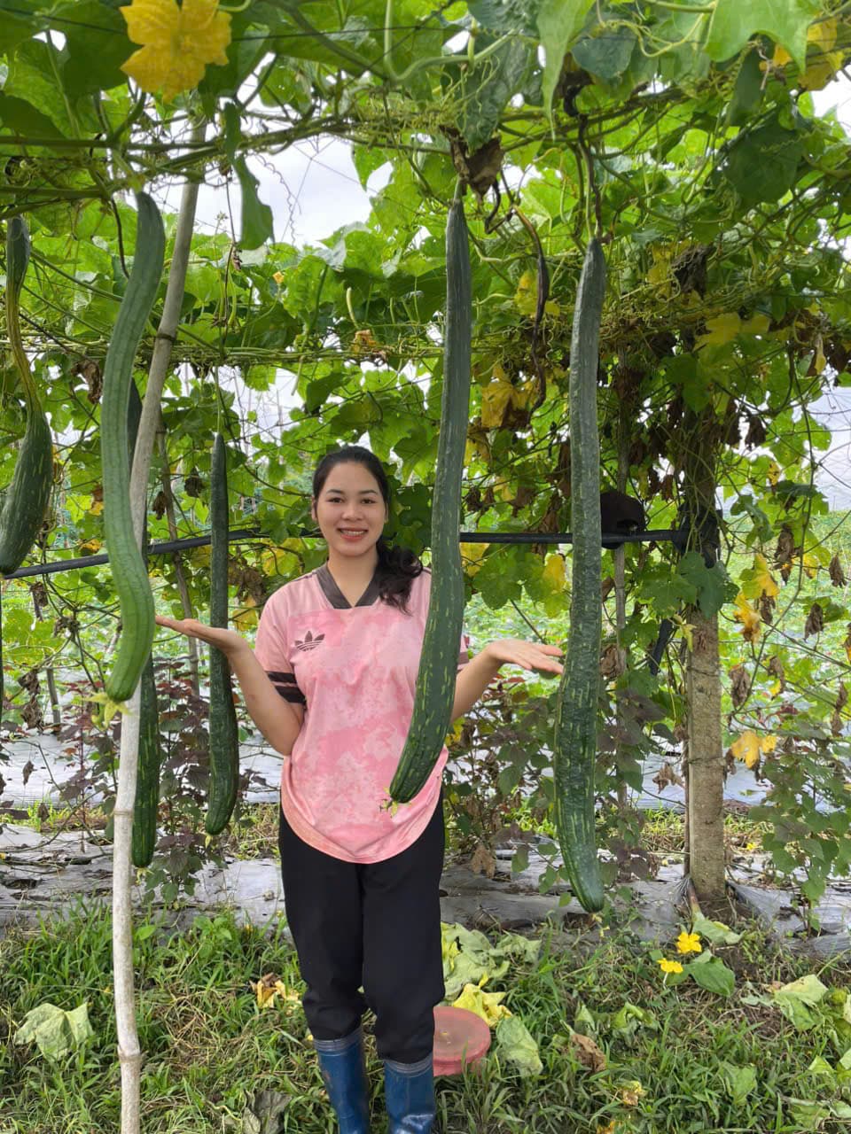 A woman checking bitter gourd vines in the garden