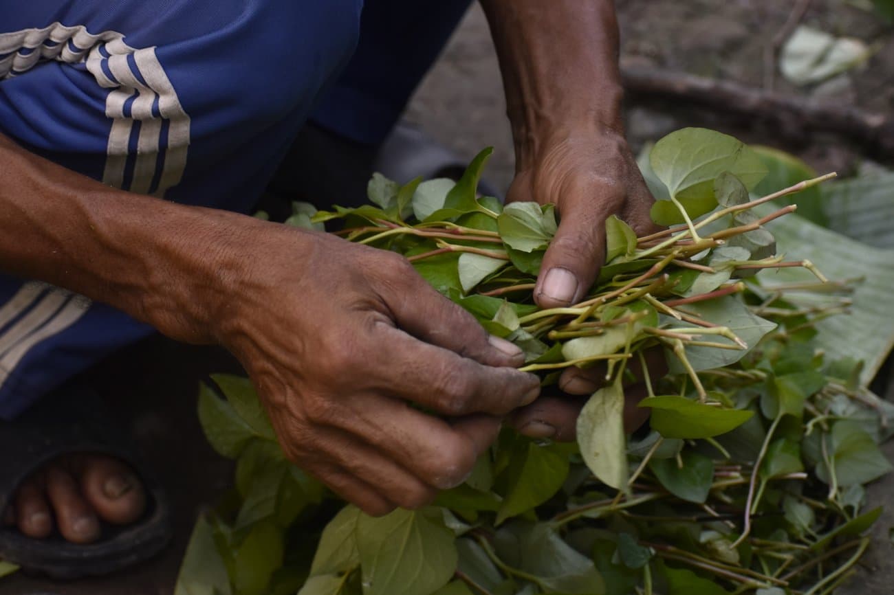 A farmer harvesting leafy vegetables